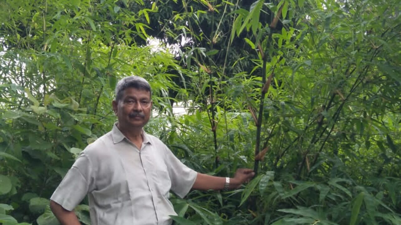 Bamboo- Man of Gujarat, Retd. Forest officer Rajendrasinh Chauhan's  involvement in the establishment of the only Bambusetum in Guj 