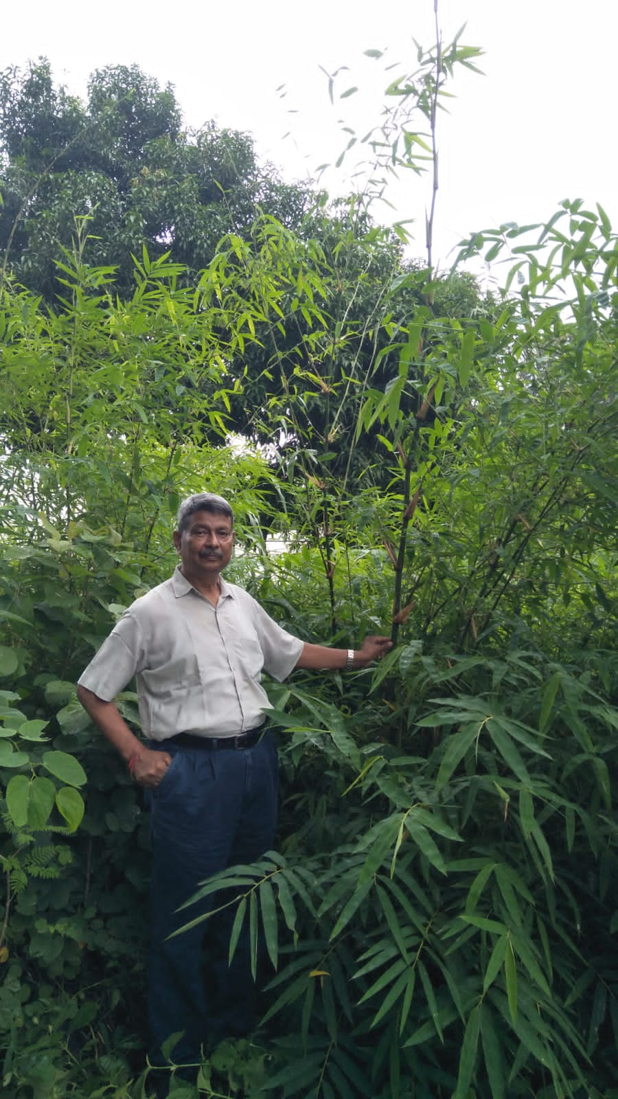 Bamboo- Man of Gujarat, Retd. Forest officer Rajendrasinh Chauhan's  involvement in the establishment of the only Bambusetum in Guj 