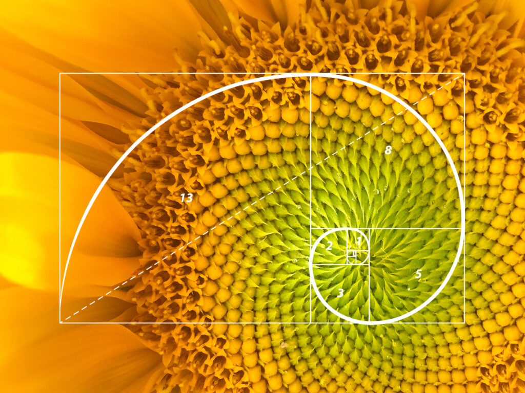 Nature’s Pattern: The Fibonacci Sequence